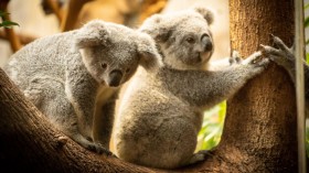 Koalas from Australia Join Zoo in New York Until September 