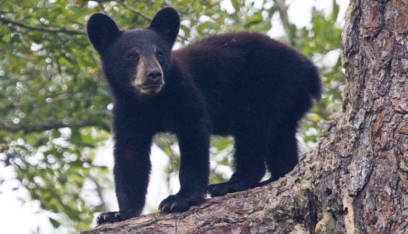 Black Bear Cubs with Baby Teeth Shot Dead on Private Land, Poachers Suspended and Fined $15000