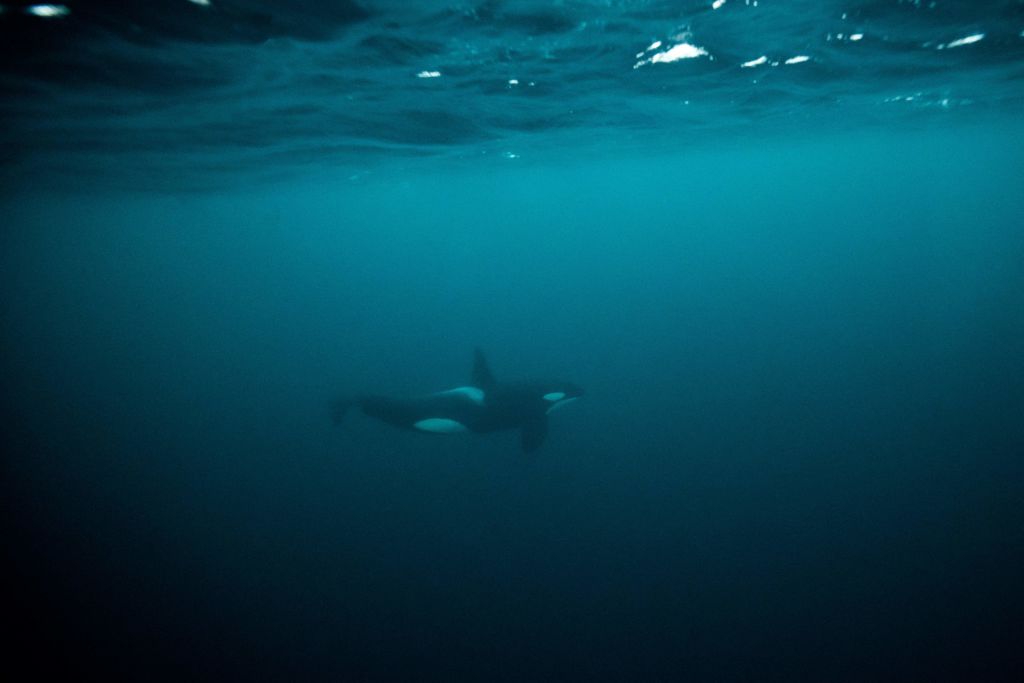 Killer Whales Attack British Couple's Yacht Off Morocco Coast | Nature