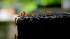 Fire Ants Invasion