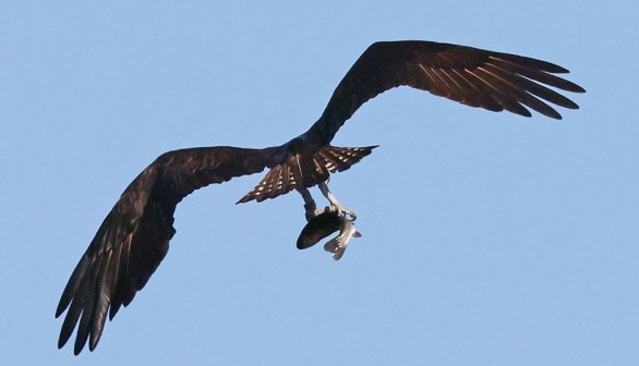 Man Poisons Birds of Prey to Protect Personal Exotic Waterfowl Collection