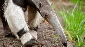 World's Only Albino Giant Anteater 