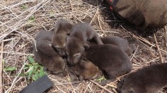 North Carolina Zoo Welcomes 12 More Critically Endangered Red Wolf Pups from 3 Litters