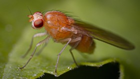 Macro photography of a fruit fly