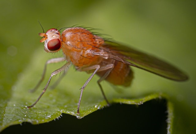 Macro photography of a fruit fly