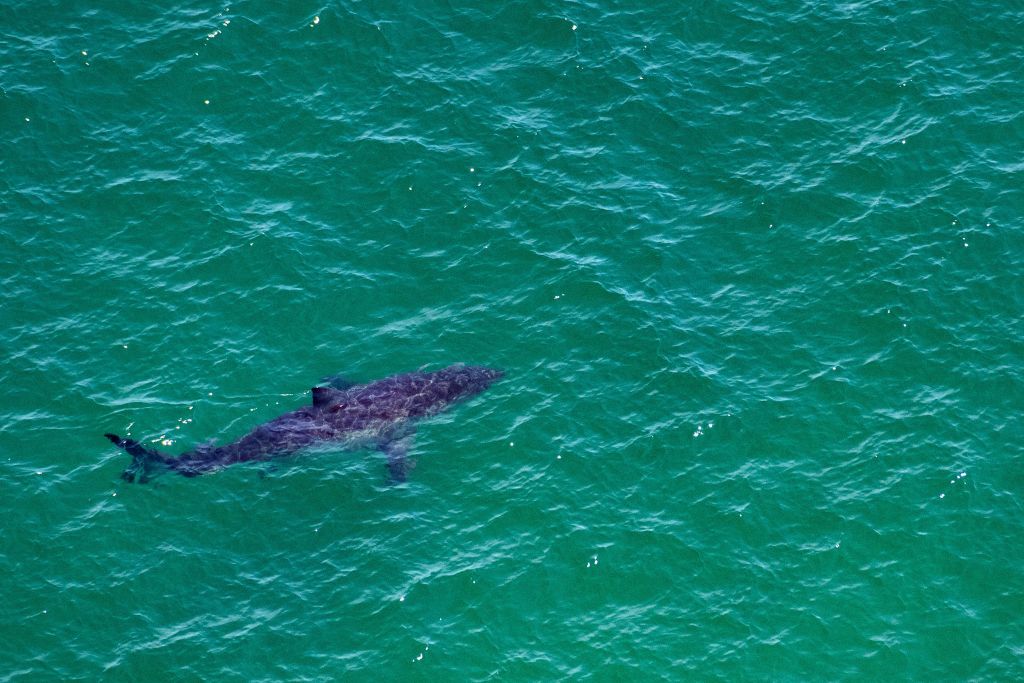 shark-bites-angler-while-spearfishing-off-florida-coast-nature-world-news