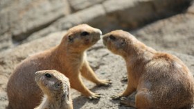 prairies dogs