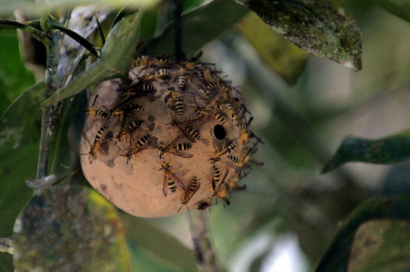 Wasp Nest