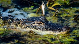 Florida Bar Alligator Attack