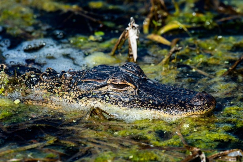Florida Bar Alligator Attack