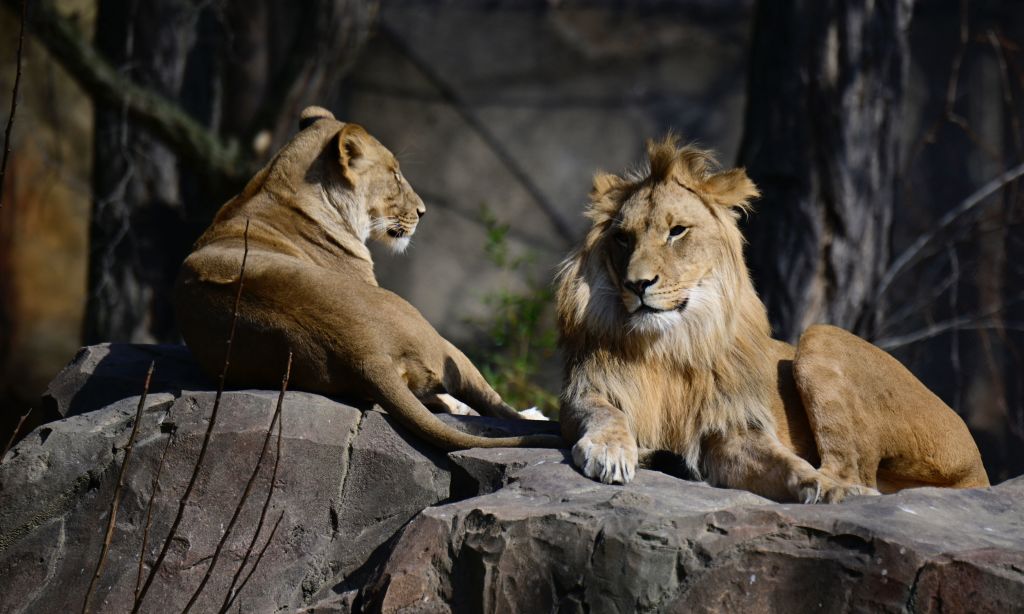 Why are India's lions increasingly swapping the jungle for the