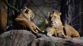 Asiatic Lion Pride Moving to the Beaches of India as Sightings of Footprints Increase