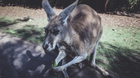 Brown Kangaroo Holding Green Leaf