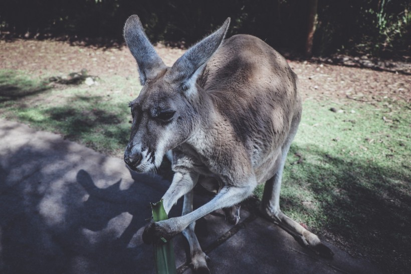 Brown Kangaroo Holding Green Leaf