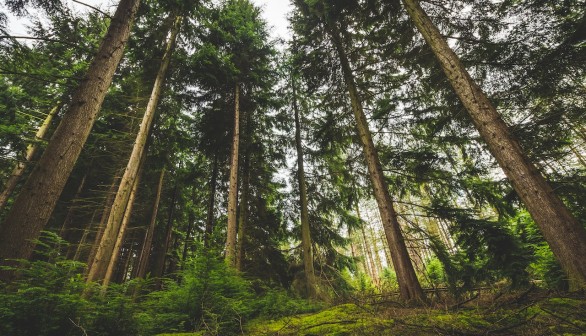 Low Angle View of Trees on Forest