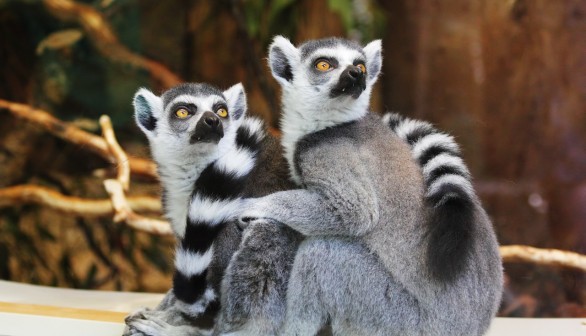 Two Gray Lemurs Sitting on Wooden Surface