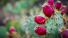Water Turns Into Hydrogen Gas with New Method Taken from Prickly Pear Cactus