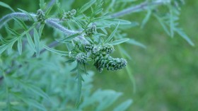 Supergenes, High Temperatures Promote Spread of Common Ragweed, Allergens at Higher Levels