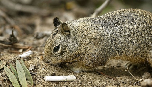 Smoking Ban Proposed On Some California Beaches