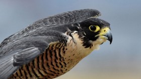 A recent report said famous falcons nesting at the Michigan State Football received their tracking metal bands to help monitor their survival rates. 