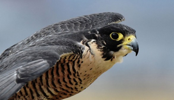 A recent report said famous falcons nesting at the Michigan State Football received their tracking metal bands to help monitor their survival rates. 