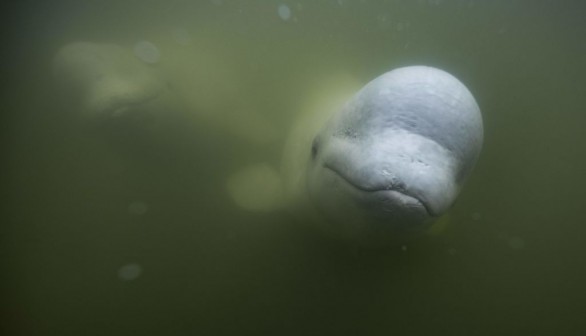 Norwegian authorities urged people to avoid the Hvaldimir' Beluga Whale to avoid potential injuries and boat traffic collisions. 