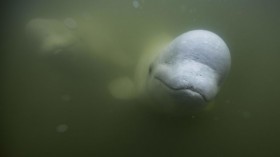 Norwegian authorities urged people to avoid the Hvaldimir' Beluga Whale to avoid potential injuries and boat traffic collisions. 
