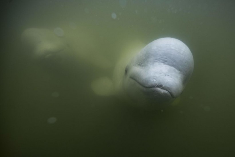 Norwegian authorities urged people to avoid the Hvaldimir' Beluga Whale to avoid potential injuries and boat traffic collisions. 