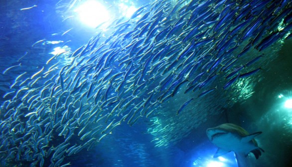 50000 Sardines Swimming New Tank Launched At Aquarium In Yokohama