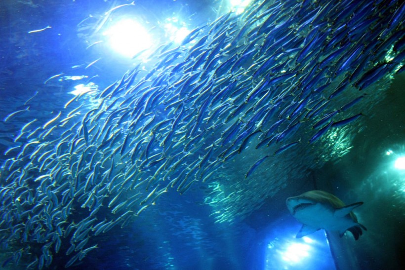 50000 Sardines Swimming New Tank Launched At Aquarium In Yokohama
