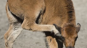 Newborn Bison Calf Euthanized After Interaction with Yellowstone National Park Visitor