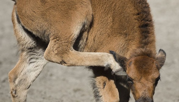 Newborn Bison Calf Euthanized After Interaction with Yellowstone National Park Visitor