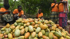 Global Chocolate Consumption Linked to 1.5 Million Hectares of Deforestation in Africa