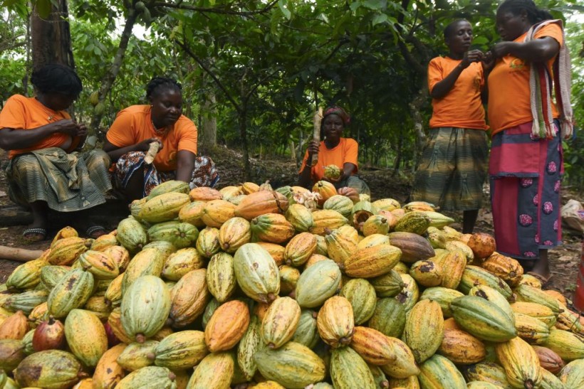 Global Chocolate Consumption Linked to 1.5 Million Hectares of Deforestation in Africa