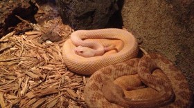 Rare Albino Timber Rattlesnake has Unusually Pink and White Coloration — Pennsylvania