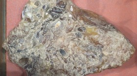 Ambergris Boulder at $4 Million Confiscated After Smuggle Attempt Failed in India