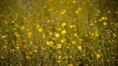Wildflower Meadow Helps Local Biodiversity, Climate Change Mitigation