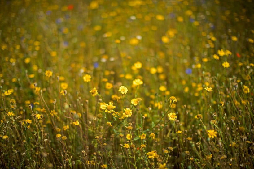 Wildflower Meadow Helps Local Biodiversity, Climate Change Mitigation