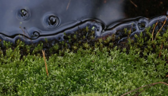 Wetlands, Efficient Carbon Sinks, Are Threatened Across Europe