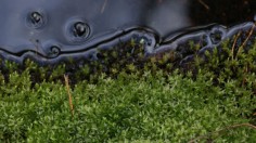 Wetlands, Efficient Carbon Sinks, Are Threatened Across Europe