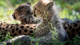 Heatwave Kills Cheetah Cubs Said to End Extinction of Species in India