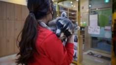 Woman Brings Illegal Wildlife Raccoon to Pet Shop in Maine  for Grooming, Rabies Safety Measures Ensue