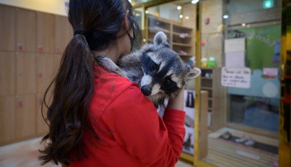 Woman Brings Illegal Wildlife Raccoon to Pet Shop in Maine  for Grooming, Rabies Safety Measures Ensue