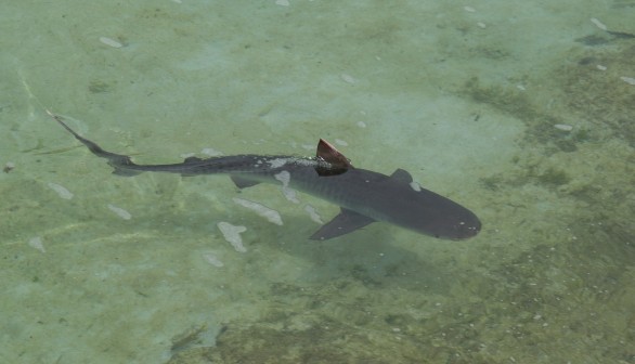 Turks and Caicos Islands Shark Attack