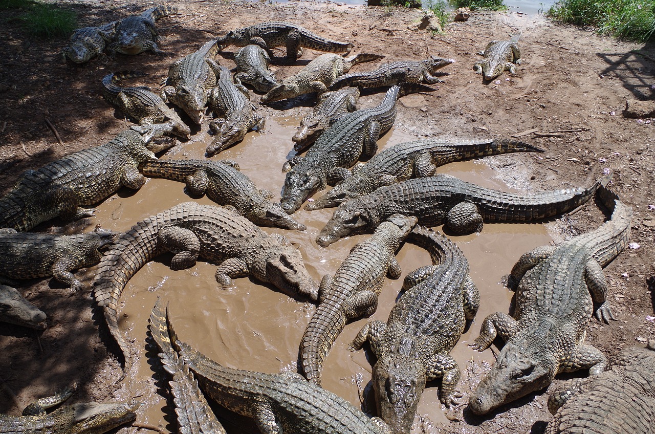 Bitten by love for crocodiles, reptile farmer is scaling up