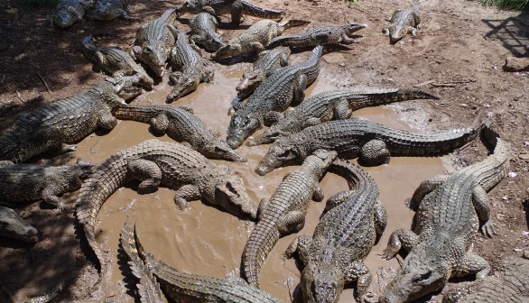 Cambodia Crocodile Attack