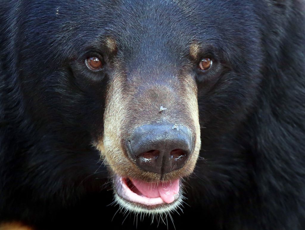 Black Bear Euthanized After Attack on 2 Children in Their Pennsylvania Home
