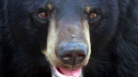 Black Bear Euthanized After Attack on 2 Children in Their Pennsylvania Home