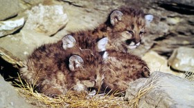 24-Day-Old Mountain Lions Found in Santa Monica Mountains are Kittens of P-77