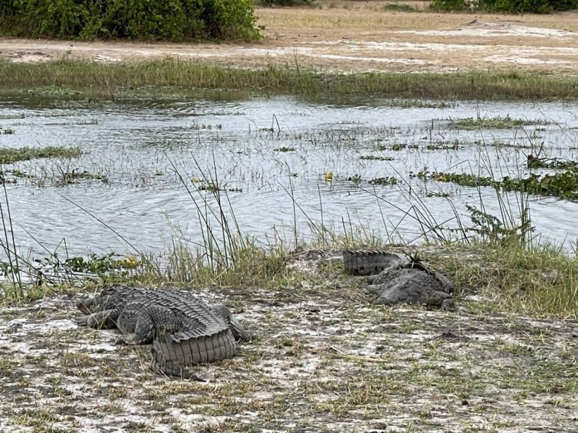 Croc spot: Crocodiles hang out in Malawi waiting for prey